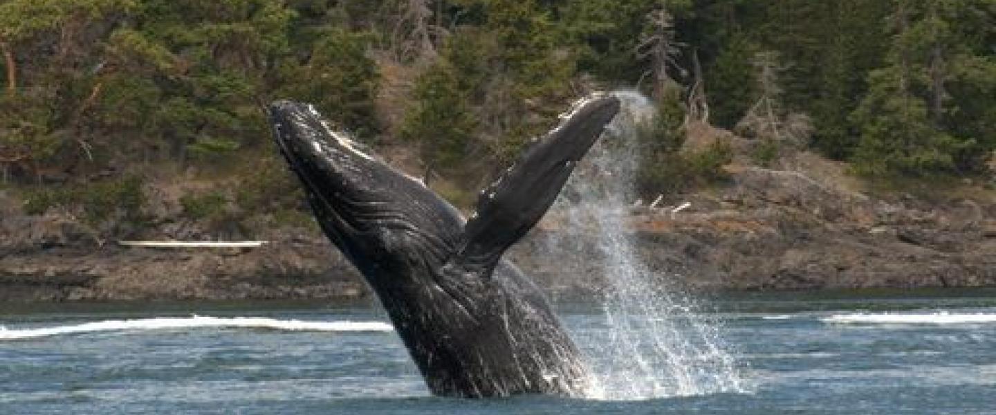 Humpback Whales Breaching in Strait of Georgia Humpback Whale Breaching