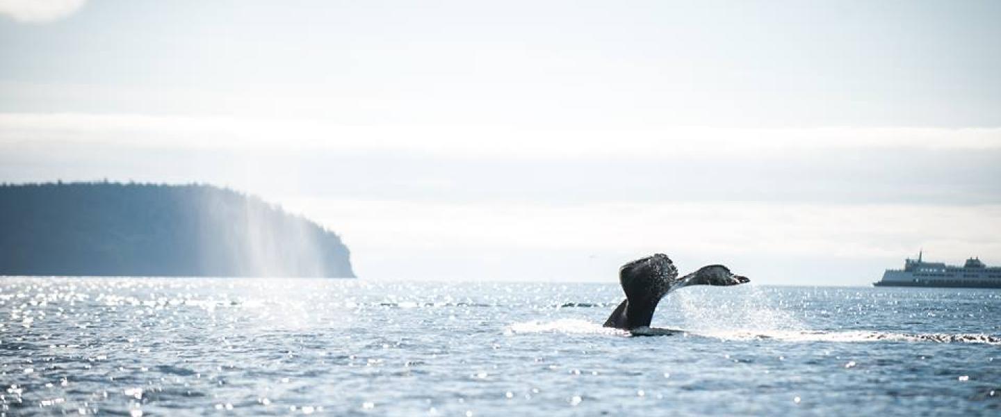 Humpback Whale Fluking Humpback Whale