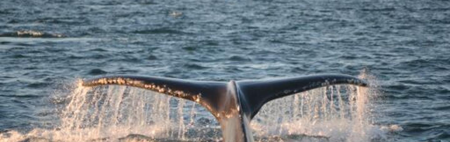 Humpback Whales in Boundary Pass