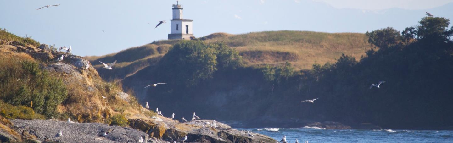 Harbor Seals and Cattle Point