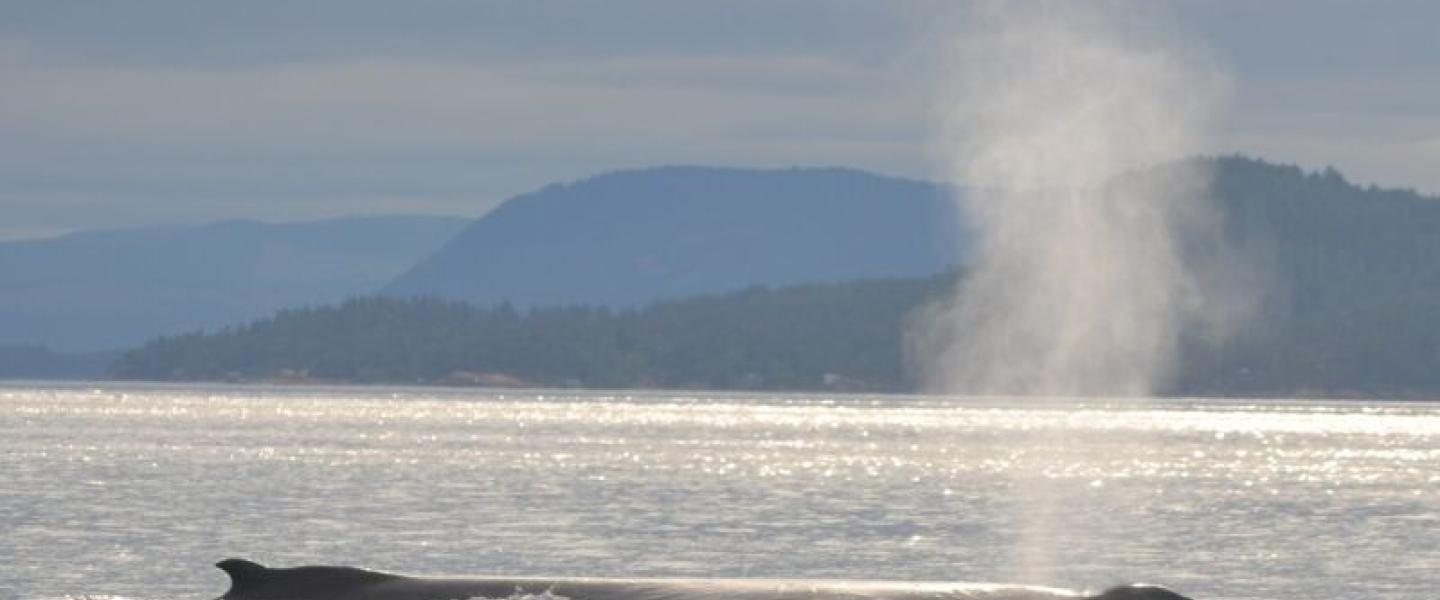 Humpback whale near San Juan Island A humpback whale surfaces in the Salish Sea