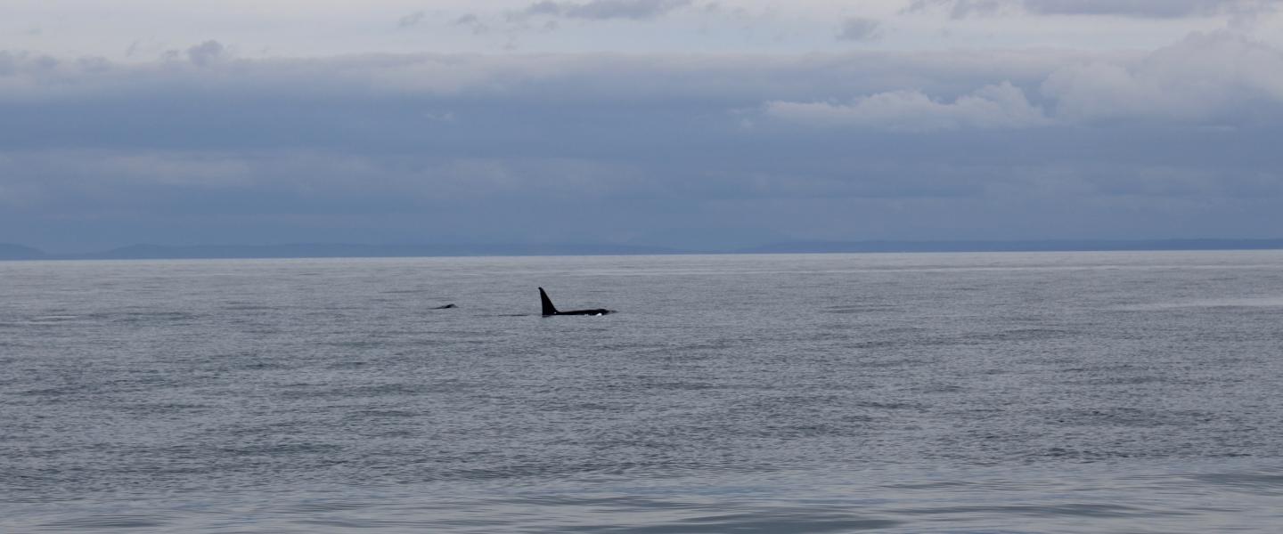 T087 breathing Male Transient Orca in Haro Strait