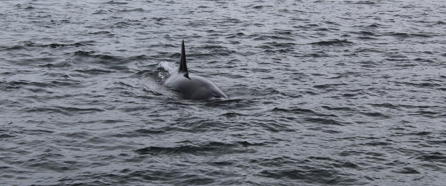 Adult Female Transient Orca off of Stuart Island Adult Female Transient Orca near San Juan Island