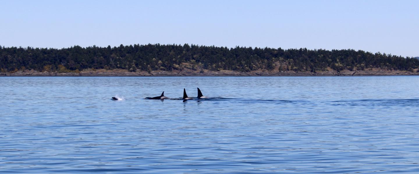 Happy Trails: T18s traveling together Transient Orcas near Gooch Island