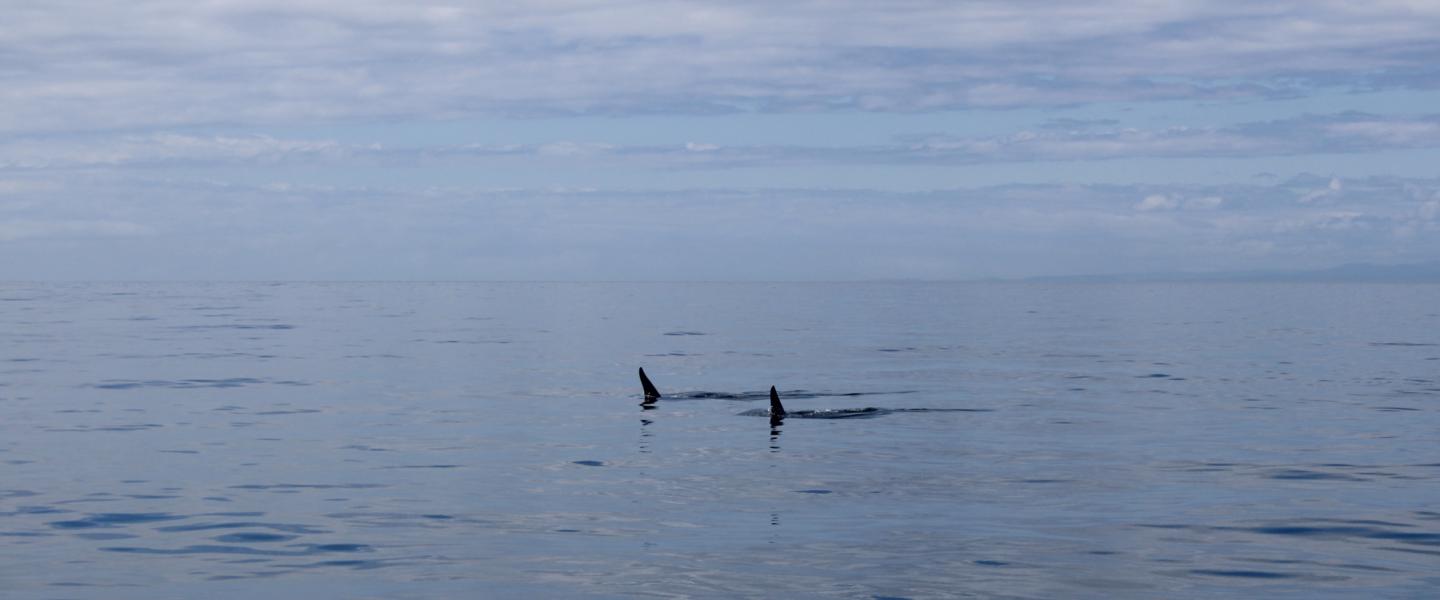 Two Male Transients travel in Strait of Juan de Fuca Transient Orcas in Strait of Juan de Fuca