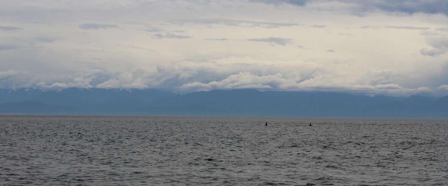 Check out this view! Olympics