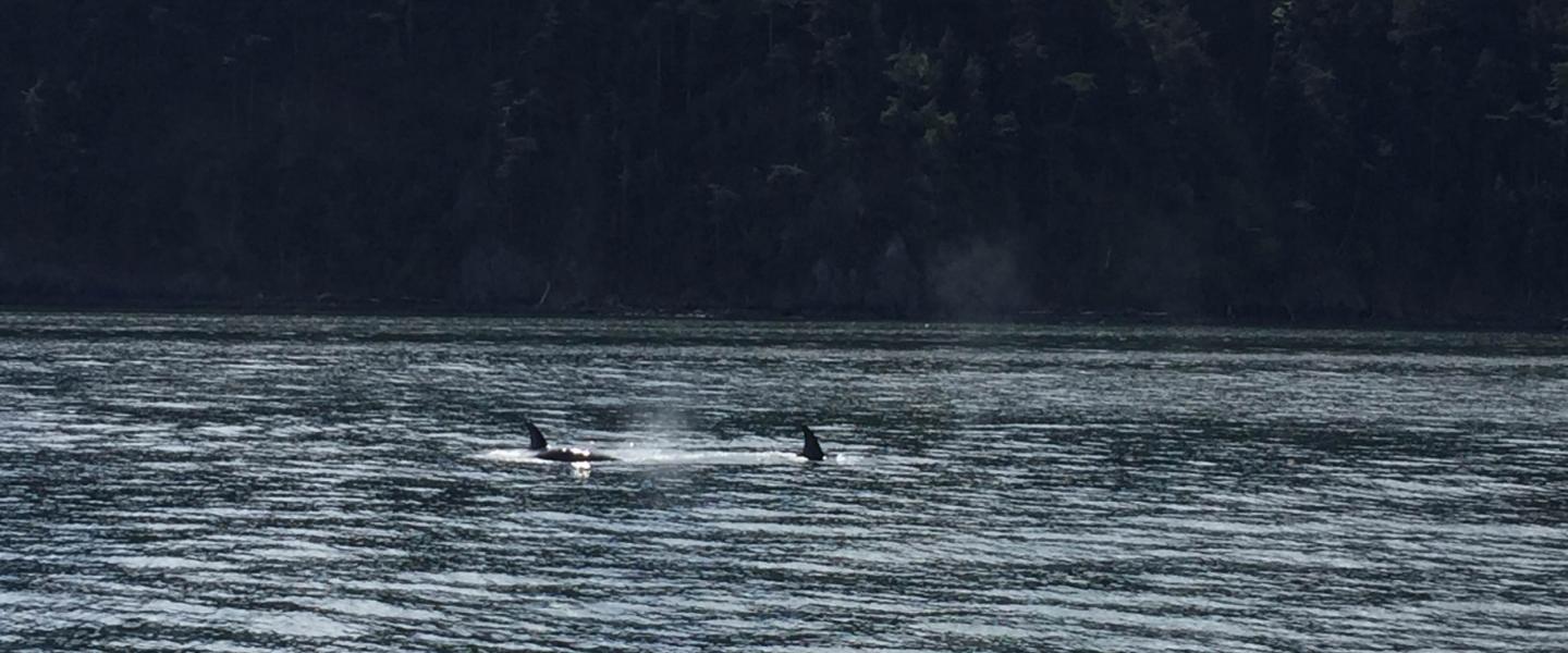 T65As hunt in Rosario Strait Transient Killer Whales near Orcas Island