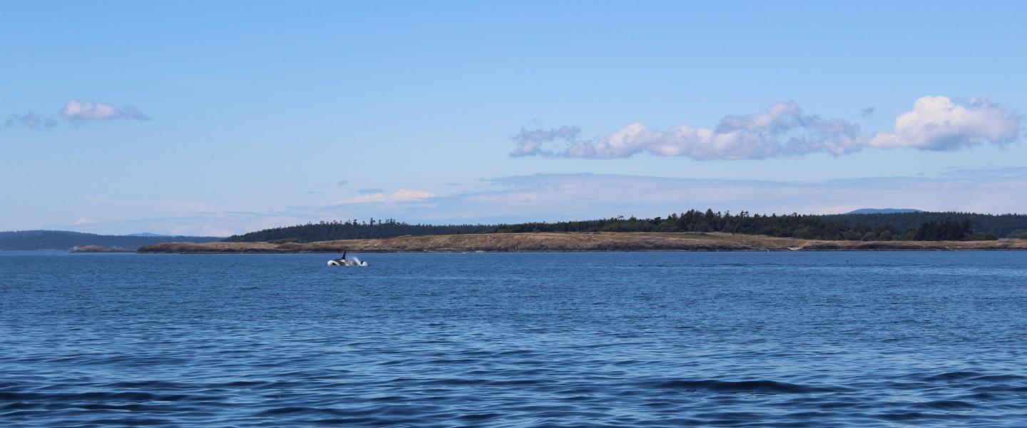 J pod males racing J pod whales
