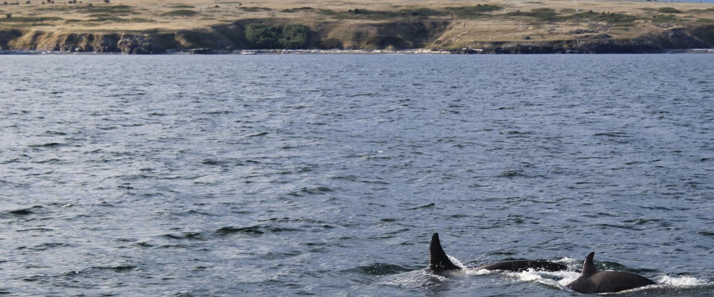 resident orcas off san juan island orcas