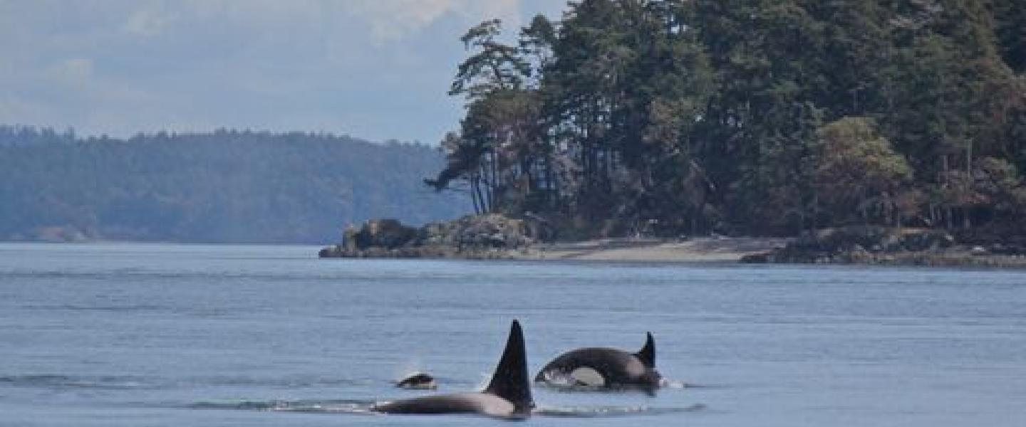 Killer Whales in the Rosario Strait Bigg's Killer Whales near Cypress Island