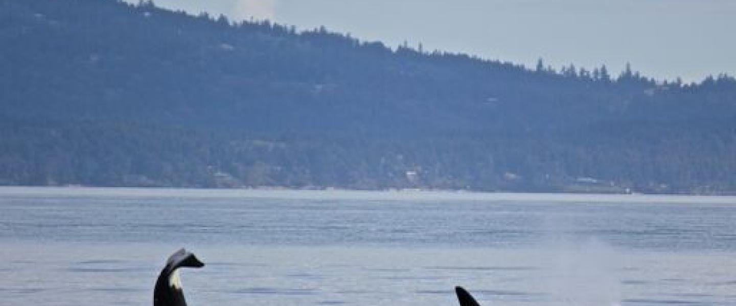 Orcas Feeding in the Salish Sea Bigg's Killer Whales near San Juan Island