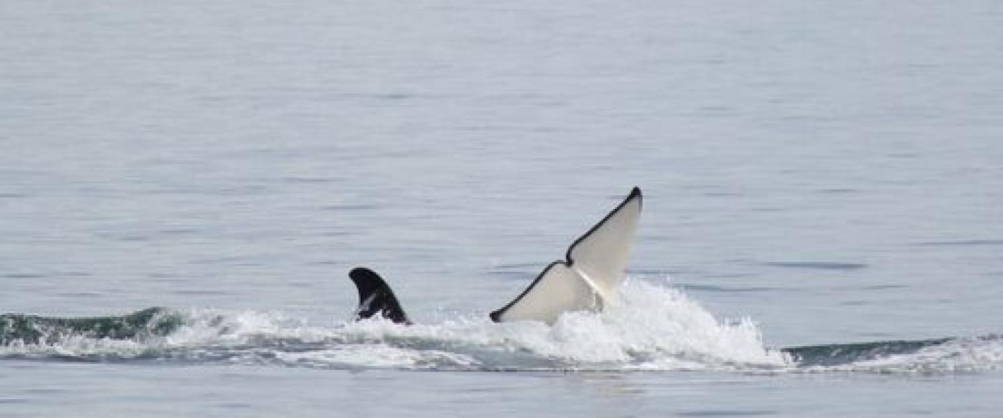 Bigg's Killer Whales Socializing Bigg's Kller Whales Socializing