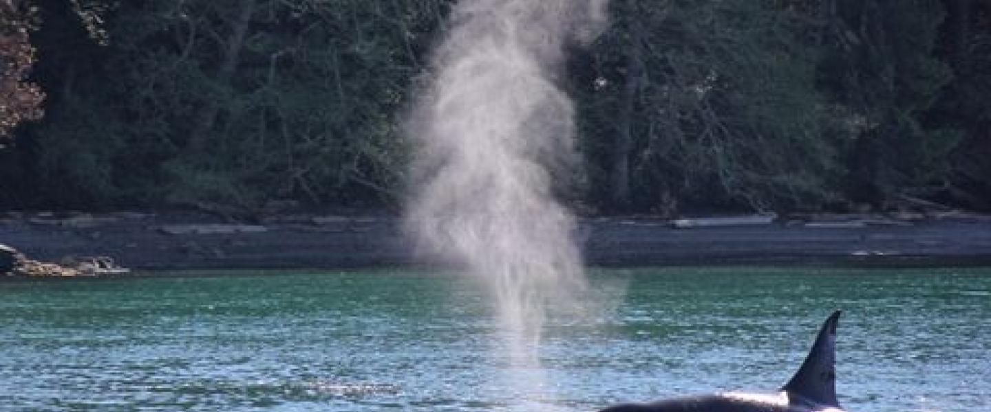 Bigg's Killer Whales Near Stewart! Bigg's Killer Whales Near Stewart!