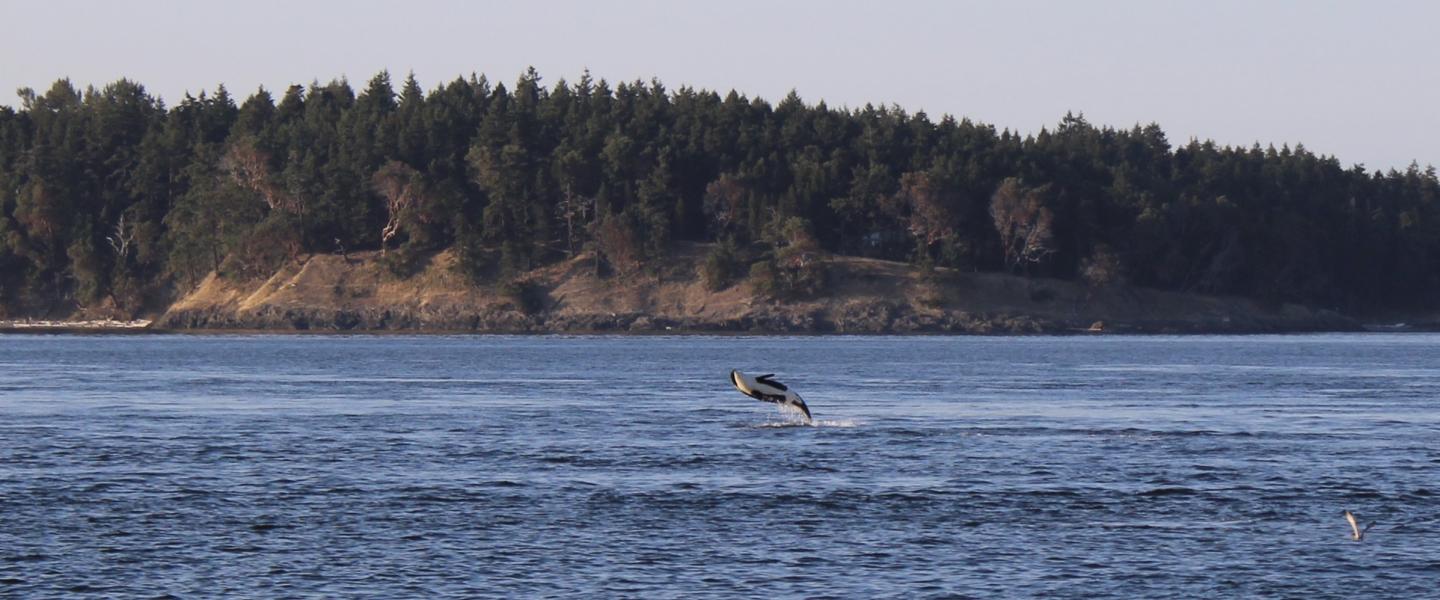 member of J pod breaching off of Henry Island Orca breaching