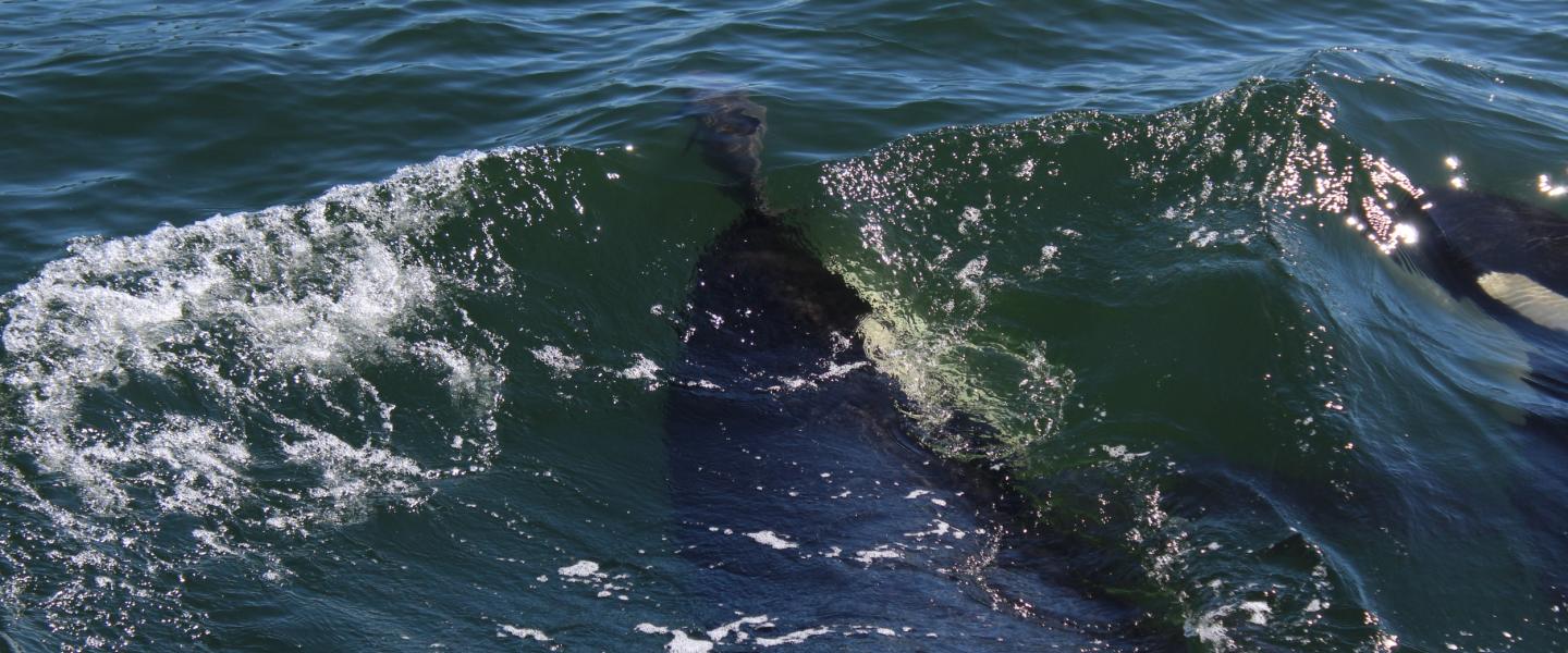 Tahlequah harasses Harbor Porpoise with Notch J pod Orca
