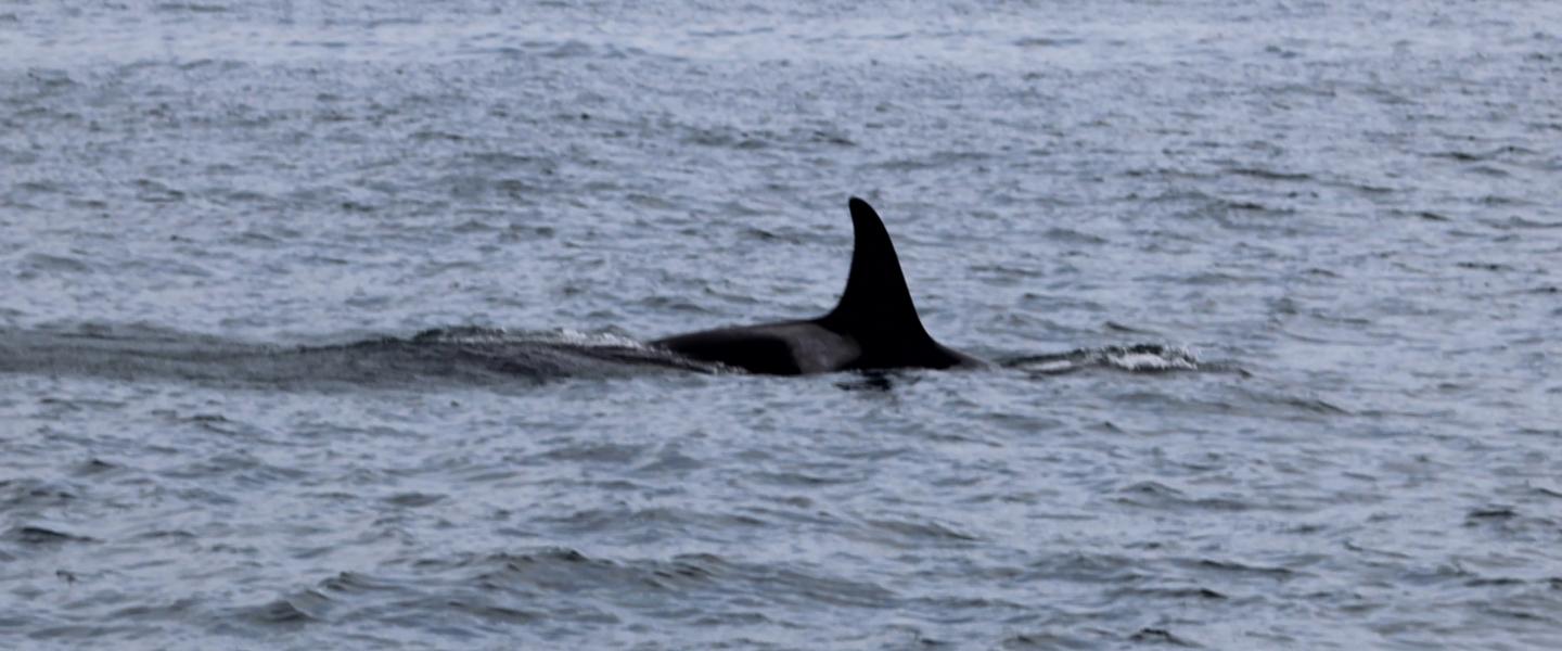 L pod orca orca