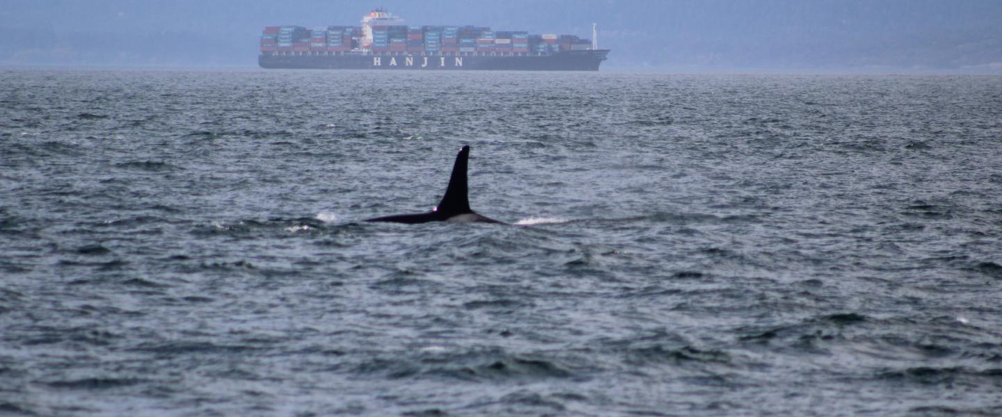 Doublestuff J-34 swims through the Strait Southern Resident Orca
