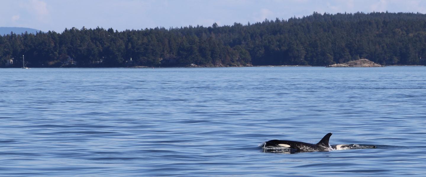 J pod members goof off in Haro Strait orcas