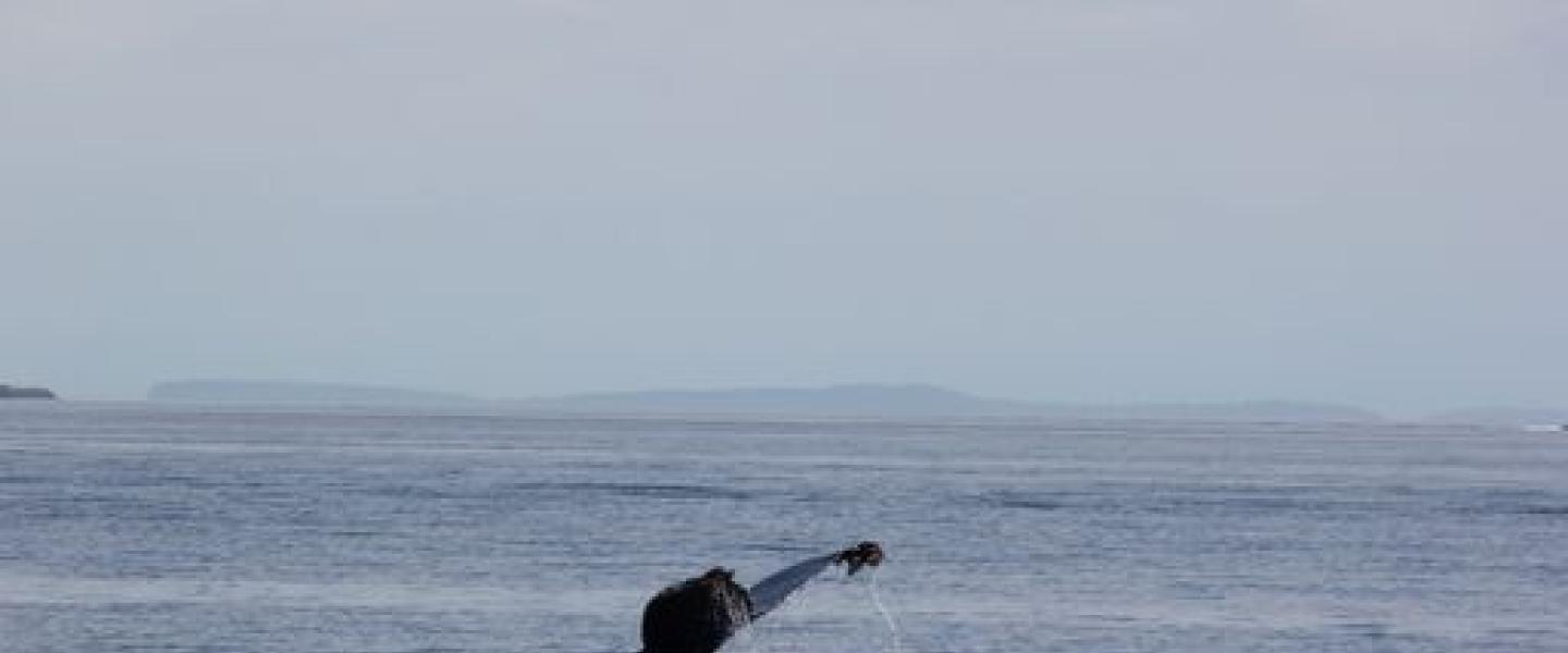 Humpback Whale off Orcas Island Humpback Whale in Rosario