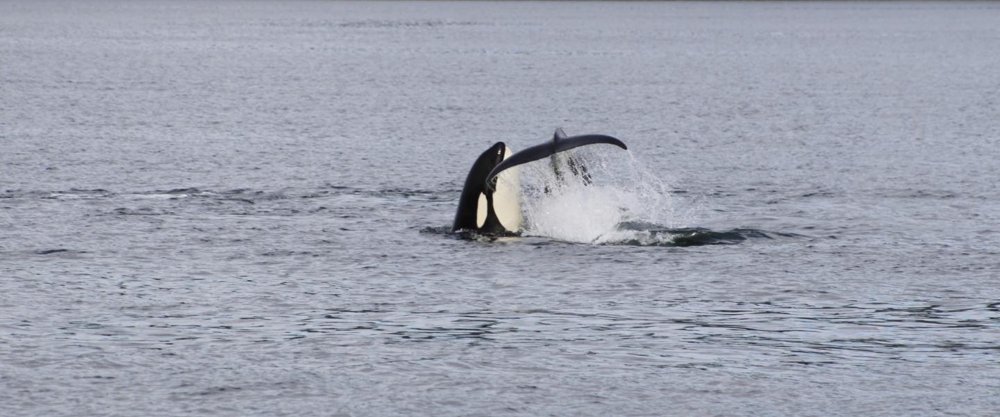 Spyhop face slap Transient Orca