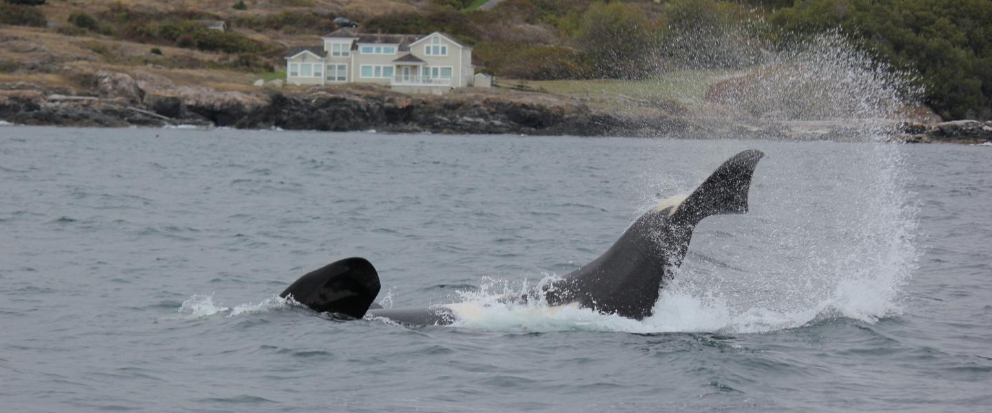 Orca Tail Slap Orca whale tale slap near San Juan Island - San Juan Safaris