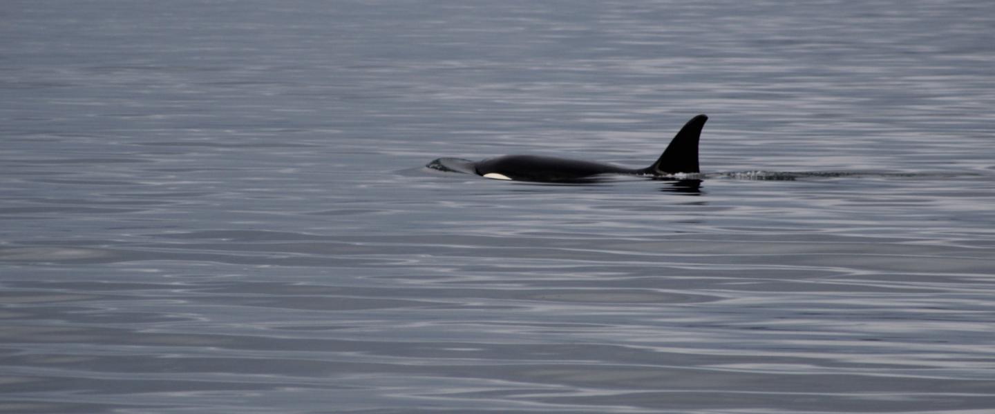 T123 in San Juan Channel Transient Orca