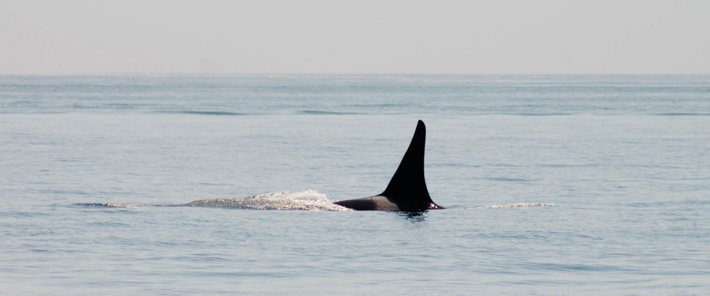 Orca whale Orca whale