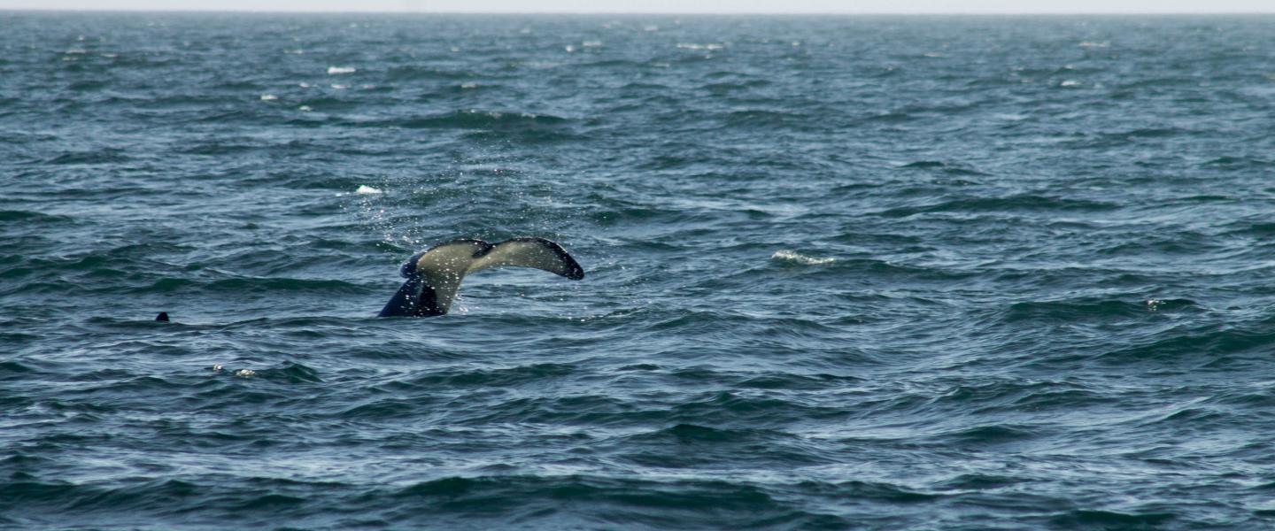 Whale Tail whale tail