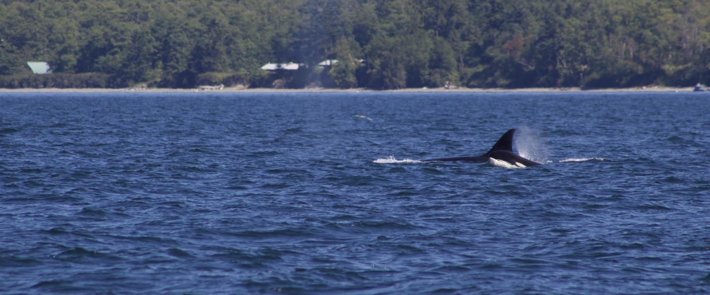 Transient Orcas swimming through San Juan Channel Transient Orca