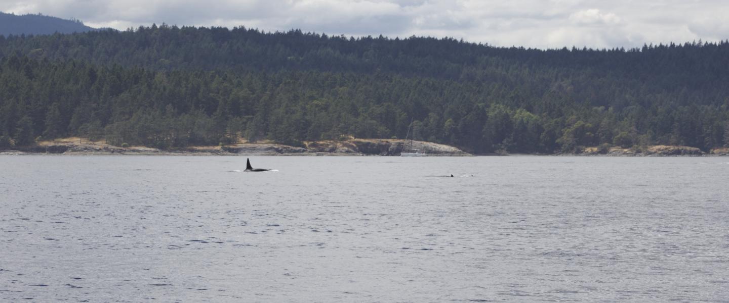 T37A's and T51 swimming Transient Orca