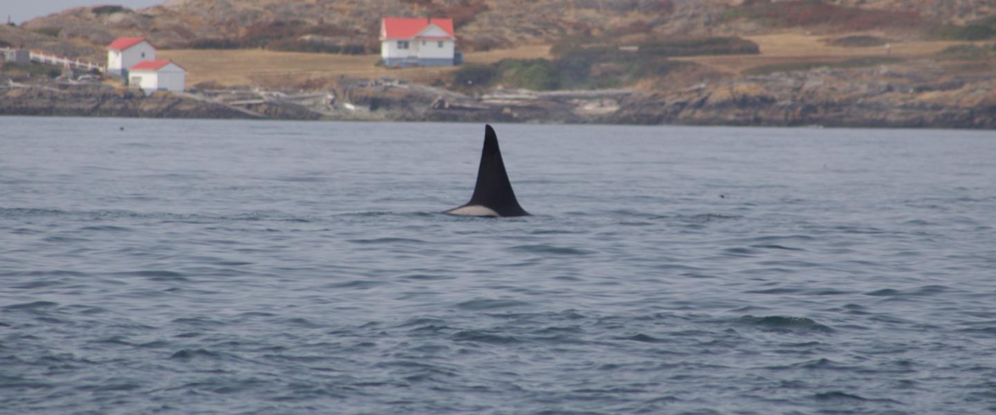 T19C swims in front of Trial Island Transient Orca