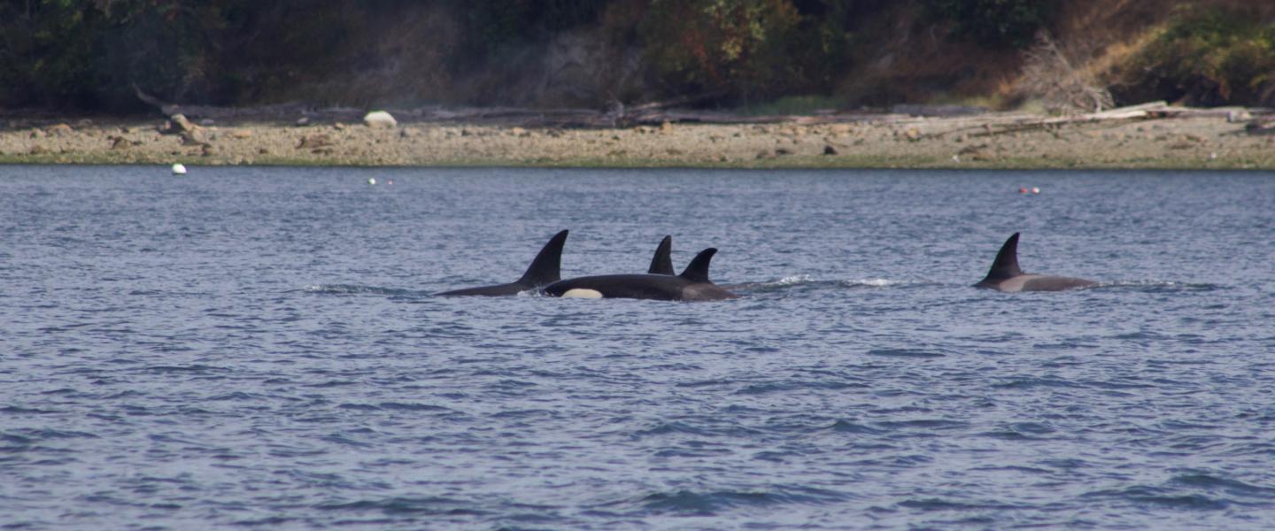 T046B's Transient Orcas