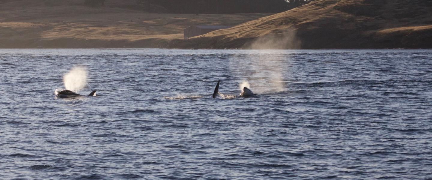 Transient Orcas swimming through Spieden Channel Transient Orcas