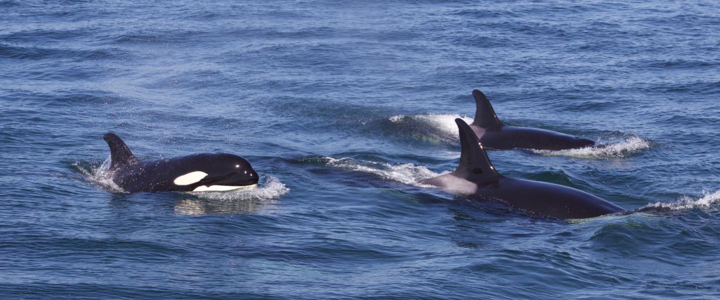 T065A's travelling Transient Orcas