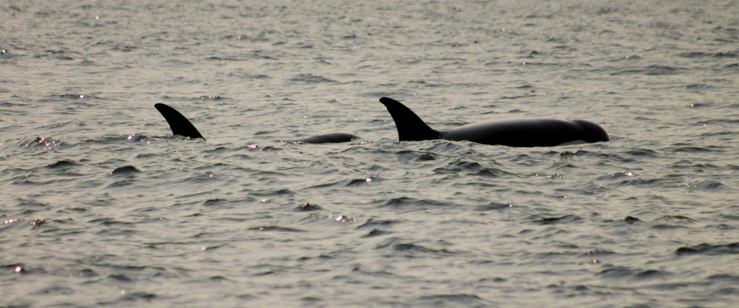 Transient Killer Whales Transient orcas travelling together in their family pod.
