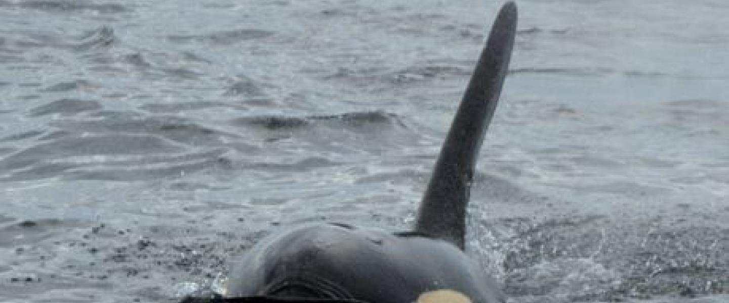 Transient Orcas in the Salish Sea Killer Whales in Boundary Pass