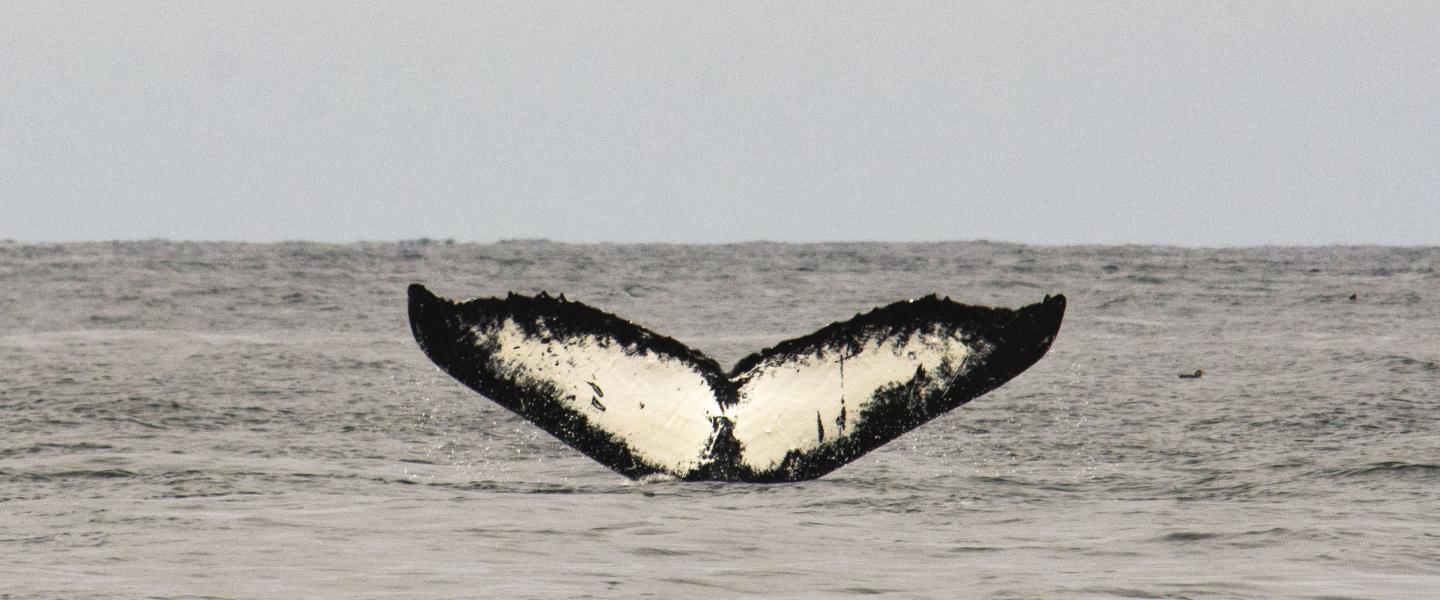 Humpback Whale Humpback Tail Fluke