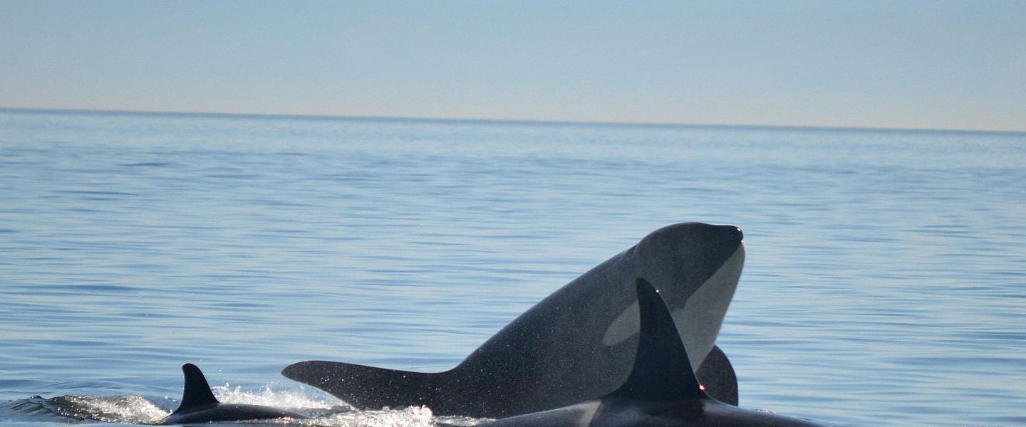 Orcas in Rosario Strait Bigg's Killer Whales traveling