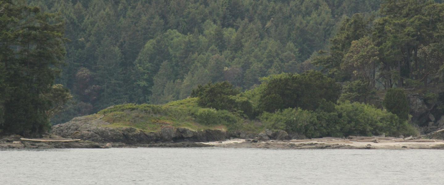 Orca Whales traveling near Patos Island Two Bigg's Killer Whales in the Salish Sea