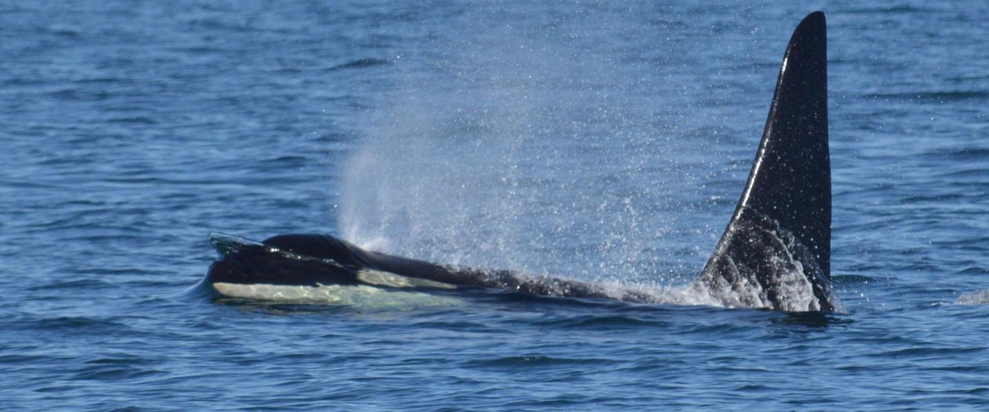 Southern Resident Killer Whale Southern Resident Killer Whale