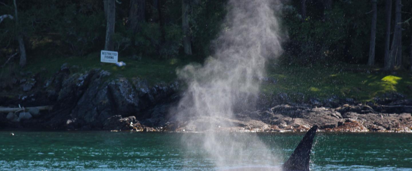 Transient Orcas near San Juan Island Bigg's Killer Whales in the Strait of Juan de Fuca