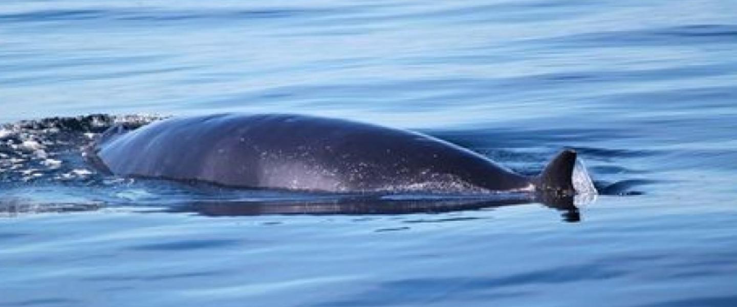 Baleen Whale filter feeding Minke Whale feeding