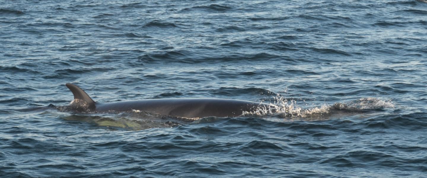 Minke Whale