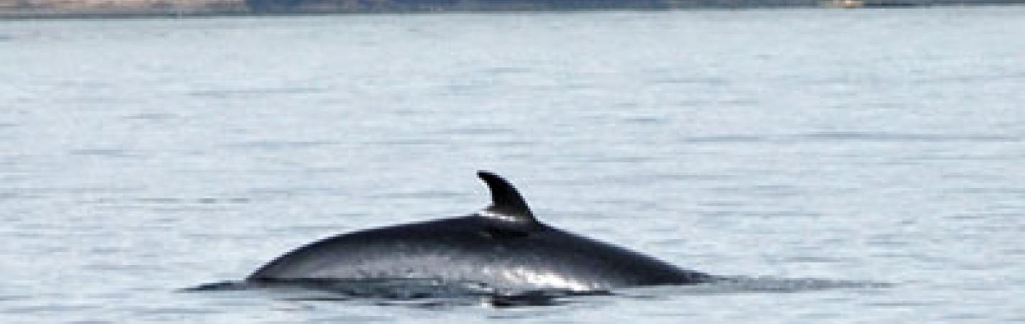 A minke whale has a very characteristic crescent-shaped dorsal fin.