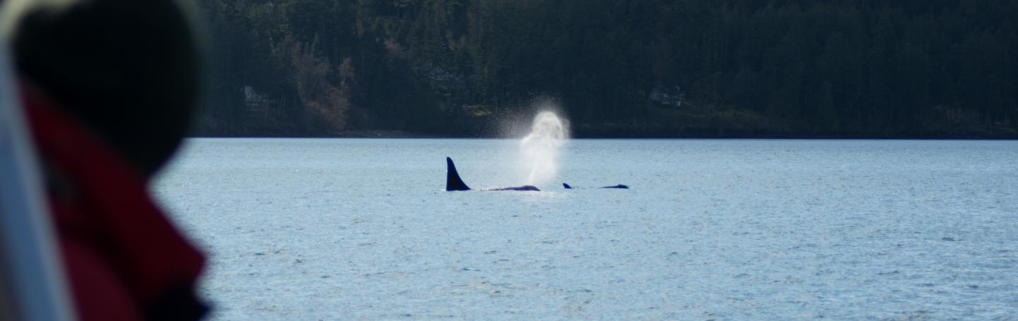 Whale watching on M/V Kestrel