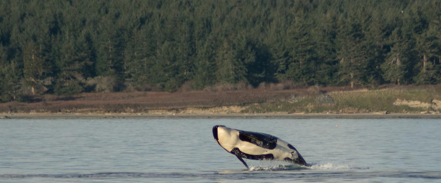 Breaching Orca near San Juan Island Orca Breaches
