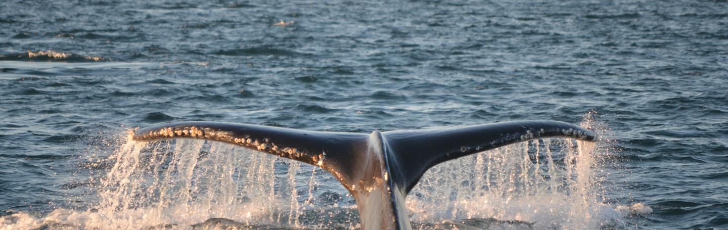 Humpback whale