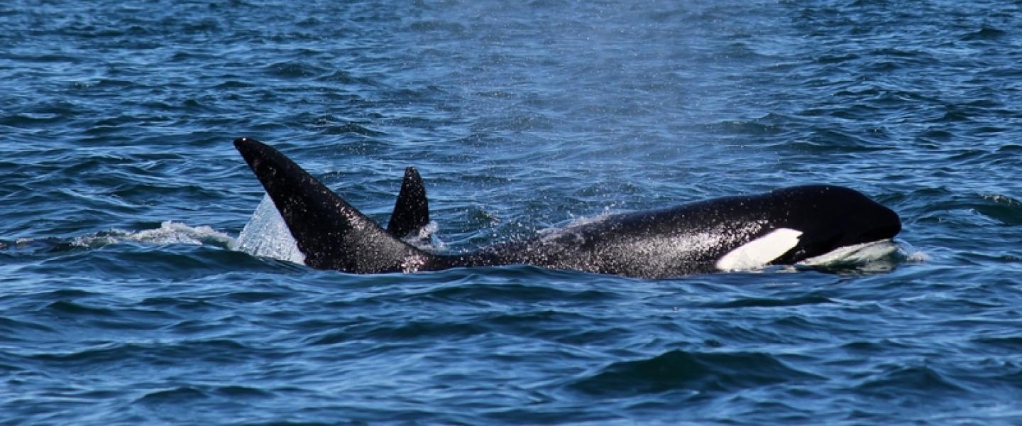 Bigg's Killer Whales Swim Salish Sea Bigg's Killer Whales Visit Stuart Island