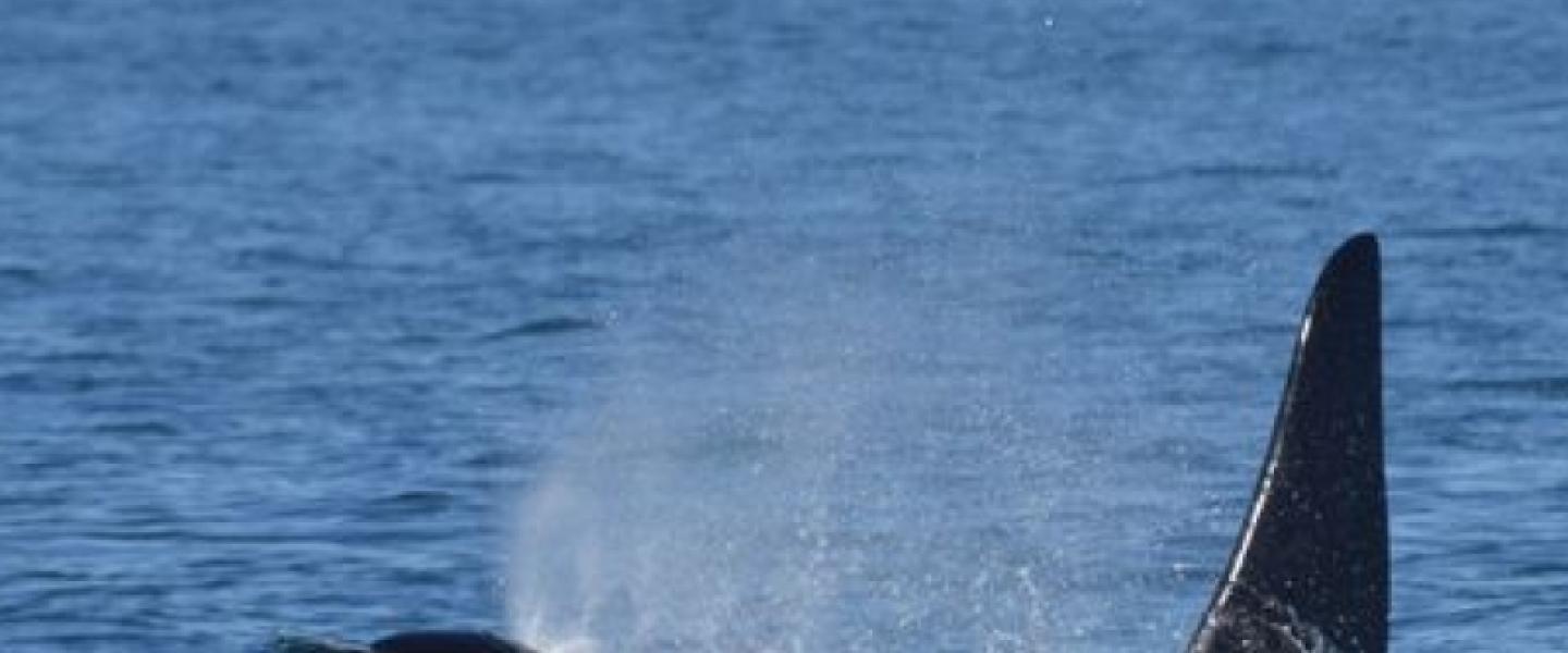 Bigg's Killer Whales Surfacing in Lopez Sound Transient Orcas traveling near Lopez Island