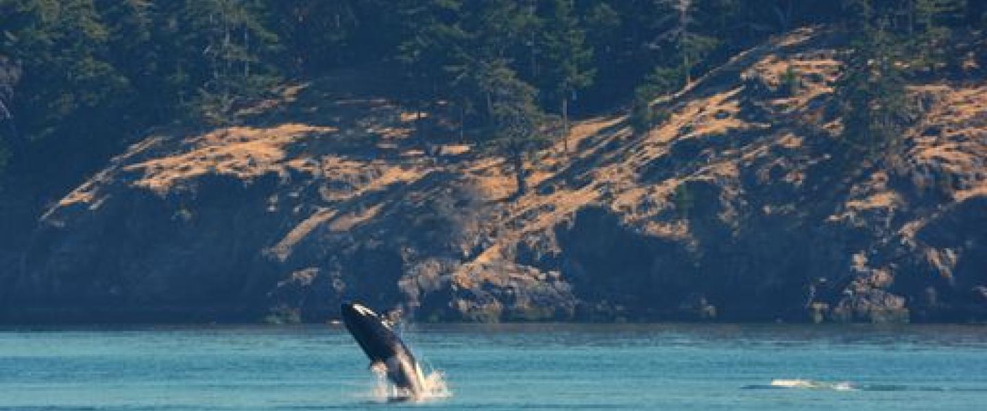 Bigg's Killer Whales near Sucia Island Transient Orca Swim in the Morning